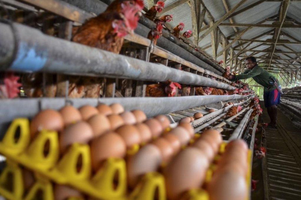 Manajemen Pemeliharaan Ayam Pullet